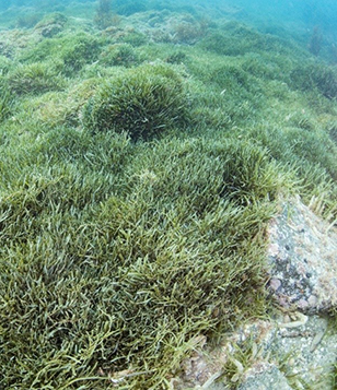 Exotic caulerpa seaweed on the seafloor (photo credit: NIWA)
